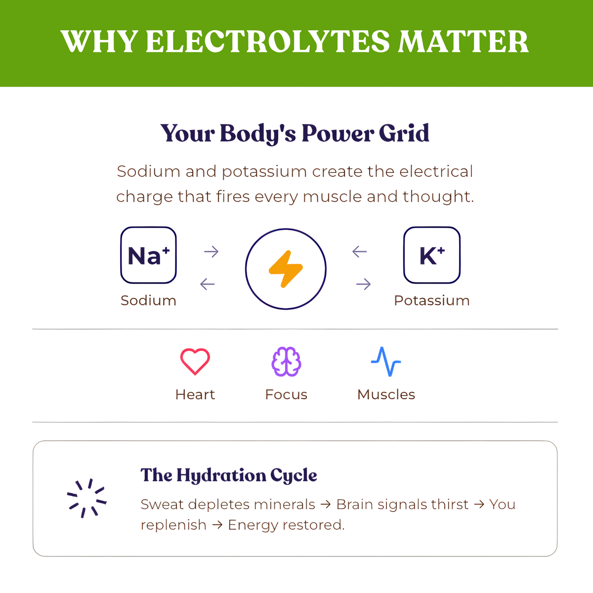 Alex Jones Naturals - Optimal Human Hydration Drink Mix with French Sea Salt — 'Why Electrolytes Matter' infographic showing sodium and potassium as the body's power grid for heart, focus and muscles